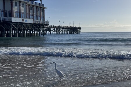 short walk to the pier, bird watching and listening the the waves, you can't beat it